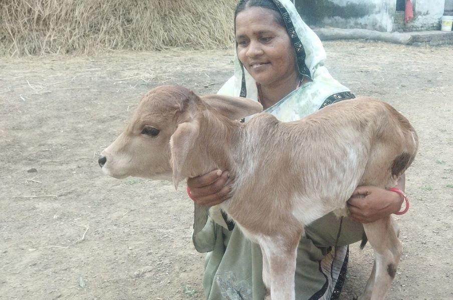 Adani Foundation At ACC Jamul Empowers Rural Women Through Livestock Development
